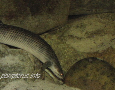 Polypterus mokelembembe (Mokele Mbembe bichir)